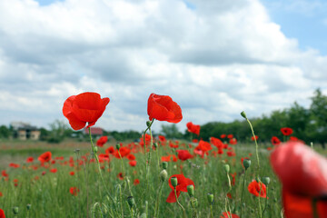 Beautiful red poppy flowers growing in field