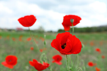 Beautiful red poppy flowers growing in field, closeup. Space for text