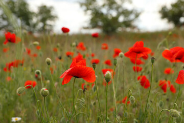 Beautiful red poppy flowers growing in field