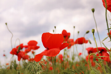 Beautiful red poppy flowers growing in field, closeup