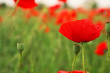 Beautiful red poppy flower growing in field, closeup. Space for text
