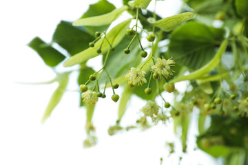 Green linden tree with fresh young leaves and blossom outdoors on sunny spring day, closeup
