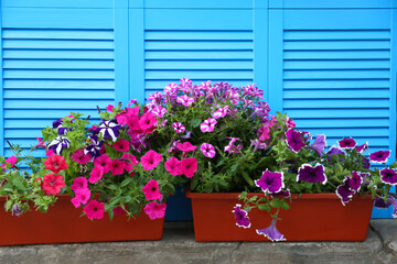 Fototapeta na wymiar Beautiful petunia flowers in pots near blue folding screen