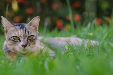 Naklejka na ściany i meble Adorable leopard color cat relaxing on the grass with blurred background.