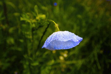 Blue poppy flower with water drops , copy space.
