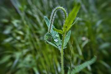 Poppy flower bud with water drops , copy space.