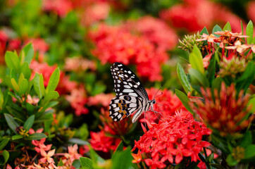 Colorful butterfly sucking nectar of spike flowers with fresh green background.