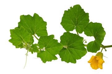 Branch of green pumpkin leaves and its flower isolated on white background.