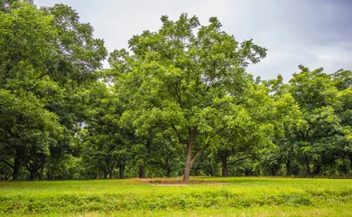 Fotobehang pecan trees in the country © billtster