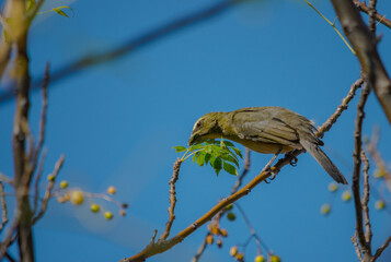pepitero grisáceo​ sentado en planta de paraiso