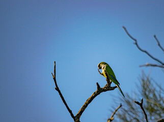 cotorra argentina o Cata del Paraguay posada en rama seca