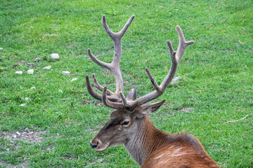 Portrait of adult red deer with big horns on on a green background.