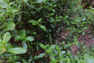 green leaves in the garden