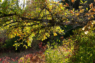 Fototapeta na wymiar back-lit vines in autumn