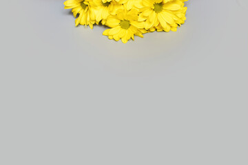 yellow Sunny happy chamomile flowers on a gray background at the top of the frame with space for text