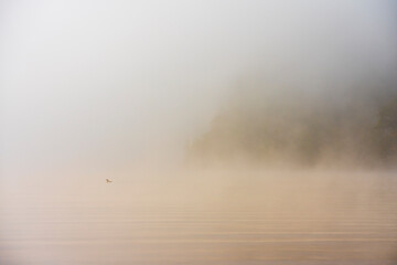 Lonely loon foggy morning on the lake