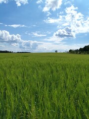 Fototapeta premium green field and blue sky