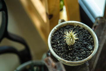 High angle views a small cactus with long spike in a ceramic pots for dhome decoration.