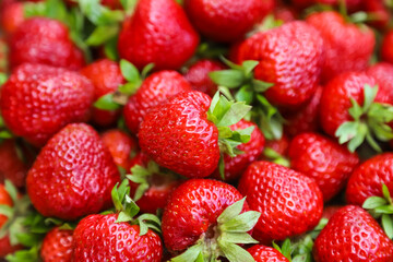 Strawberry, beautiful ripe berries, close-up.
