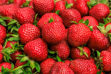 Varietal red strawberries close-up, beautiful background.
