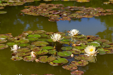 Close up view of white blooming water lilies with round leaves, floating in a still pond
