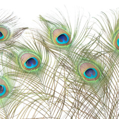 Obraz premium peacock feather closeup