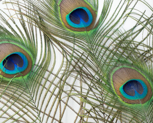 Naklejka premium peacock feather closeup