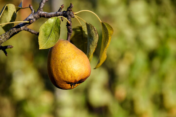 Organic ripe Pear in garden. Juicy flavorful pears of nature blurred background. Pear hanging on  branch tree. Selective focus on fruit. Close-up. Copy space.