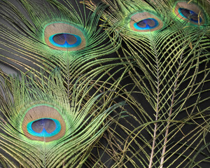 peacock feather closeup