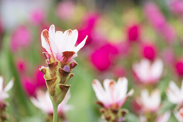 krachai flower in green nature background. beautiful Pink flower bloom in garden. Natural flower in field.