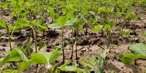 green grass in the garden