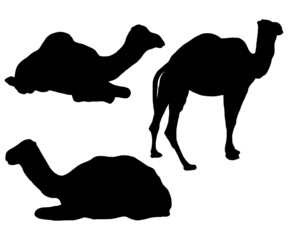 camel silhouettes vector