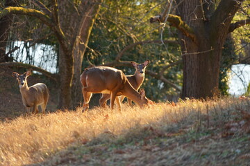 Nature,deer,family,grassland,wildlife,tree,beautiful,deer roaming in grassland, grazing.
