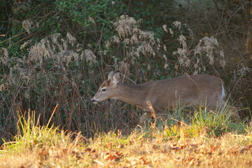 Nature,deer,family,grassland,wildlife,tree,beautiful,deer roaming in grassland, grazing.
