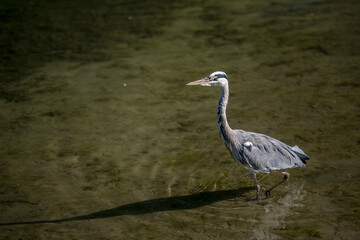 Graureiher geht im Wasser