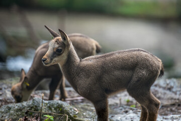 Ein junges Alpensteinböcklein
