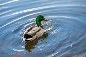 Enten im  Wohlensee