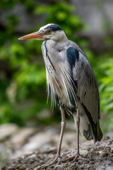 Nahaufnahme von einem Graureiher