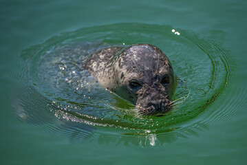 Obraz premium Seehund schwimmt im Wasser