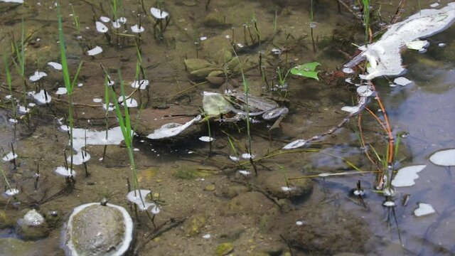 Frog ribbits in the shallow water. Frog making loud sounds.