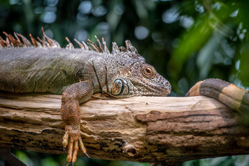 Ein grüner Leguan liegt auf einem Ast