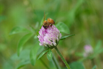 bee on flower
