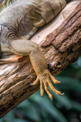 Nahaufnahme von einem Bein eines grünen Leguan