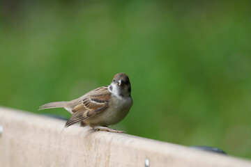 wild sparrow