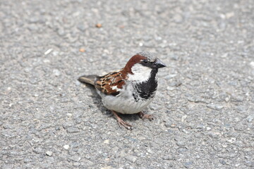 sparrow