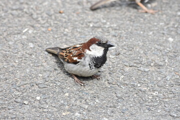 sparrow