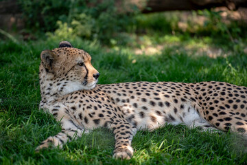 Nahaufnahme von einem Gepard im Gras
