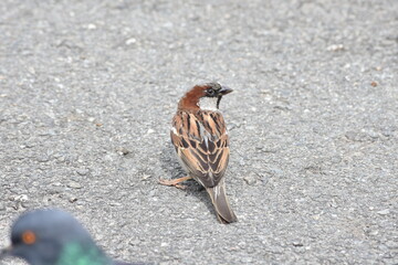 sparrow