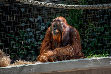 Orang-Utan im Tierpark