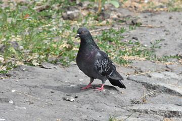dove